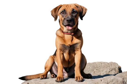 rhodesian ridgeback,black mouth cur,oberweiler,vizla,boerboel,vizsla,coonhound,bloodhound,marmaduke,rhodesian,ridgebacks,malinois,pinscher,brown dog,doberman,dog photography,doberan,schäfer dog,labrador,rottweiler,Photography,Documentary Photography,Documentary Photography 05