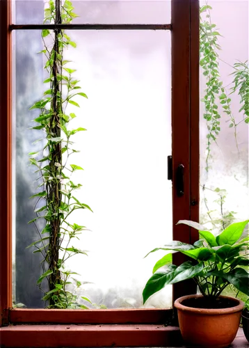 window curtain,bamboo curtain,hanging plants,hanging plant,transparent window,open window,window film,window transparent,windowsill,dark green plant,window with shutters,front window,indoor plant,window covering,intensely green hornbeam wallpaper,houseplant,window view,window treatment,winter window,window released,Illustration,Black and White,Black and White 16