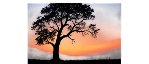 tree silhouette,eucalypts,old tree silhouette,eucalypt,redgum,lone tree,gum trees,isolated tree,nature background,landscape background,arbre,malnad,sheoak,nudgee,fir tree silhouette,barmah,dusk background,corymbia,stringybark,deciduous tree,Conceptual Art,Oil color,Oil Color 13