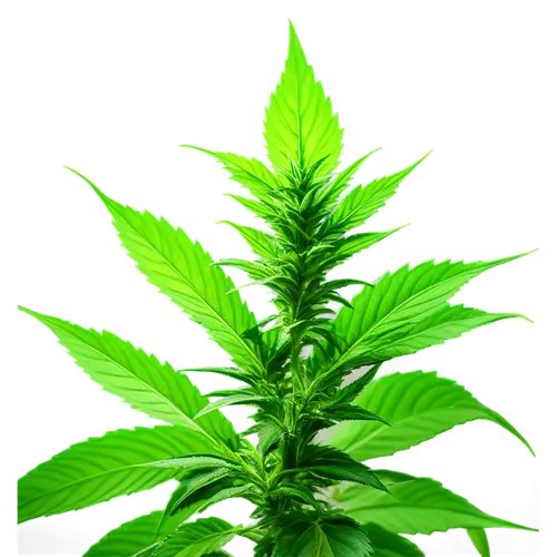 Cannabis leaves, green buds, hemp plant, indoor growing, hydroponic system, LED grow lights, close-up shot, detailed texture, soft focus background, warm color tone, shallow depth of field, 3/4 compos