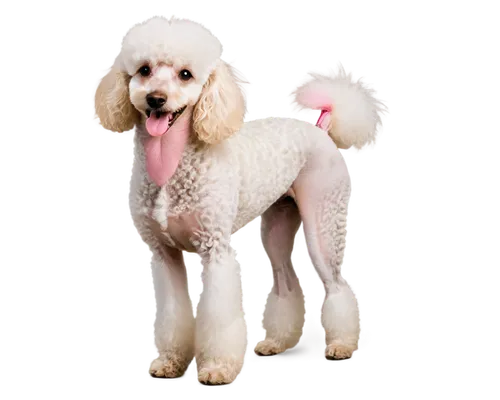 huichon,cocker spaniel,poodle,bichon,labradoodle,bascomb,female dog,borzoi,spaniel,chihuahua poodle mix,afghan hound,barkdoll,havanese,blonde dog,derivable,shih poo,dog illustration,poodles,white dog,gradient mesh,Art,Classical Oil Painting,Classical Oil Painting 03