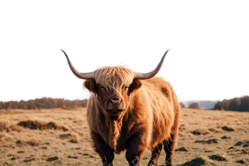 scottish highland cattle,highland cattle,highland cow,scottish highland cow,alpine cow,allgäu brown cattle,mountain cow,bos taurus,watusi cow,ox,horns cow,galloway cattle,simmental cattle,texas longhorn,gnu,bull,yak,steer,taurus,cow,Illustration,Paper based,Paper Based 02