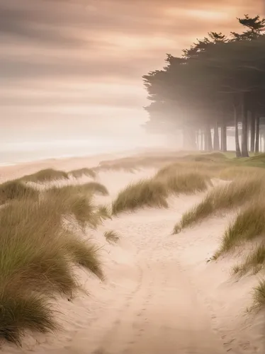 dune landscape,dune sea,beach landscape,sand dunes,dune grass,sand dune,san dunes,dunes,moving dunes,the sand dunes,high-dune,beach grass,the touquet,sand coast,landscape photography,sylt,sand paths,shifting dunes,coastal landscape,bretagne,Photography,Artistic Photography,Artistic Photography 04