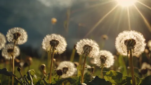 dandelion background,dandelion flying,taraxacum,sunbeams,taraxacum officinale,dandelions,sunray,dandelion field,common dandelion,sun daisies,dandelion,dandelion meadow,sunrays,sunburst background,dandelion flower,cotton grass,dandelion seeds,flying dandelions,coltsfoot,sun rays,Photography,General,Cinematic