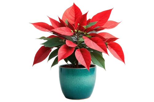 xmas plant,poinsettia,poinsettias,christmas flower,poinsettia flower,potted plant,flower of christmas,santan,terracotta flower pot,christmas arrangement,schlumbergera,flower christmas,ornamental plant,red gift,cestrum,flowers png,christmas colors,houseplant,christmas bulb,cryptanthus,Art,Artistic Painting,Artistic Painting 03