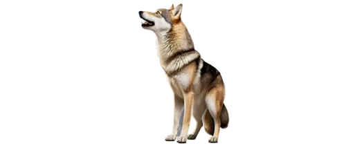 Medium-sized dog, howling, nighttime, full moon, wolf-like posture, fur standing upright, sharp teeth, glowing eyes, dark background, misty atmosphere, 3D rendering, dynamic lighting, cinematic compos