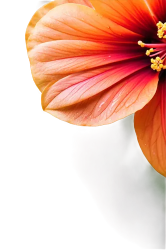 gerbera flower,chrysanthemum background,flower background,flower wallpaper,gerbera,coneflower,cosmos flower,coneflowers,red gerbera,gerbera daisies,gerbera flower pink,orange flower,orange poppy,paper flower background,two-tone flower,colorful daisy,orange petals,wood daisy background,poppy flower,african daisy,Illustration,Children,Children 04