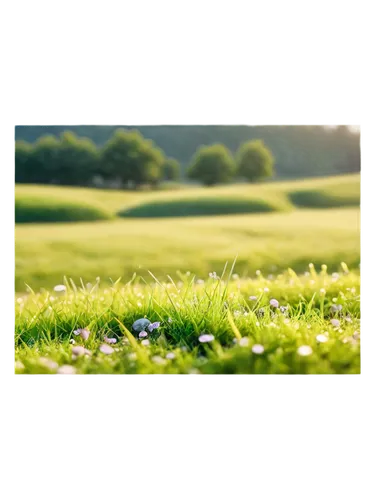 golf course background,aaaa,aaa,golf landscape,golf course grass,grass golf ball,moss landscape,panoramic golf,green wallpaper,tilt shift,nature background,landscape background,green grass,grassy,aa,grasslike,grass,green landscape,golf lawn,golf backlight,Photography,Documentary Photography,Documentary Photography 16