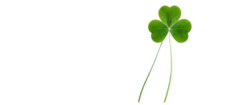 patrol,shamrock balloon,narrow clover,medium clover,aaaa,long ahriger clover,aaa,flavin,spring onion,defense,shamrock,flowers png,triangular clover,repnin,4-leaf clover,defend,green wallpaper,green background,spring onions,green,Photography,Documentary Photography,Documentary Photography 29