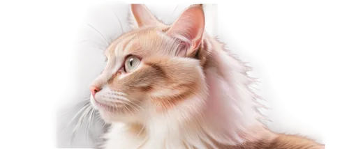 turkish van,british longhair cat,turkish angora,red tabby,oriental shorthair,domestic long-haired cat,cat vector,cats angora,british longhair,oriental longhair,british semi-longhair,cat portrait,cat image,pink cat,peterbald,cornish rex,abyssinian,ocicat,pet portrait,cartoon cat,Photography,Artistic Photography,Artistic Photography 04