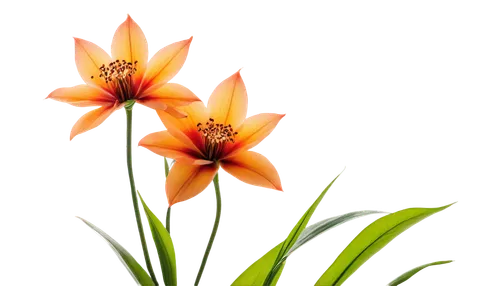 orange lily,tasmanian flax-lily,flowers png,guernsey lily,western red lily,flame lily,sego lily,ornithogalum,lilium formosanum,fire-star orchid,tiger lily,strelitzia orchids,peruvian lily,lily flower,lilium candidum,lilium davidii,orange flowers,day lily,fire lily,gazania,Art,Artistic Painting,Artistic Painting 01