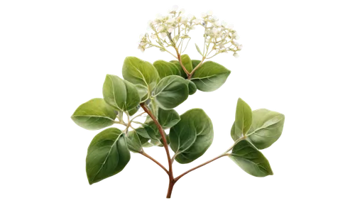 Oregano plant, green herb, leafy stems, small white flowers, delicate petals, soft focus, natural light, shallow depth of field, warm color tone, 3/4 composition, close-up shot, realistic texture, int