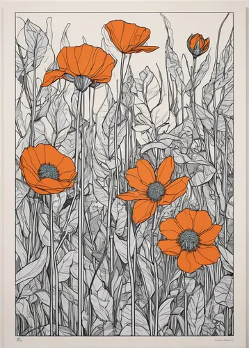 corn poppies,poppies,poppy flowers,orange floral paper,poppies in the field drain,floral poppy,a couple of poppy flowers,coquelicot,poppy plant,red poppies,orange flowers,corn poppy,iceland poppy,poppy field,papaver,poppy fields,flower drawing,flower line art,opium poppies,red orange flowers,Illustration,Vector,Vector 06