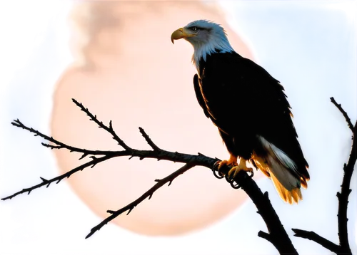 Eagles, birds, wings spread wide, sharp talons, strong beak, brown feathers, white head, majestic posture, perched on branch, morning sunlight, soft focus background, shallow depth of field, warm colo