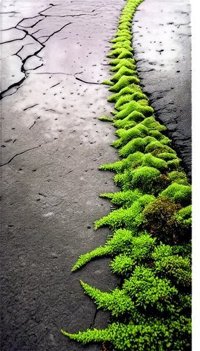 environmental art,road surface,clubmoss,the way of nature,moss,nature art,paved,winding road,tire track,fern leaf,art forms in nature,road marking,roads,leaf fern,fern plant,photo manipulation,sidewalk,blade of grass,winding roads,tire tracks,Conceptual Art,Daily,Daily 18