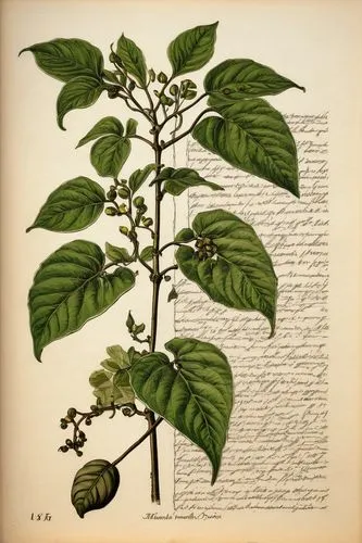 Alexanfer von Humbolt, old paper page in encyclopedia, Botanical Ink Drawings, tropical black pepper vine plant, shades and lines, old manuscript, earthy tones, artistic technique and craftsmanship, H