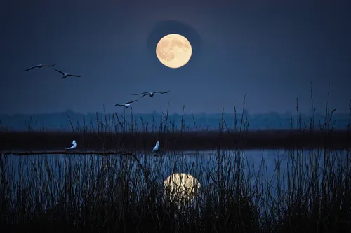 moonlit night,doñana national park,the danube delta,moon photography,nocturnal bird,camargue,hanging moon,moonlit,migratory birds,marsh bird,moonrise,night bird,blue moon,the night of kupala,full moon,trumpeter swans,freshwater marsh,moon night,tidal marsh,migratory bird,Photography,Documentary Photography,Documentary Photography 18