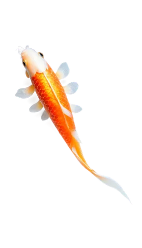 garridos,koi fish,koi,swordtail,cavefish,pseudagrion,dartfish,lanternfish,guardfish,needlefish,garrisoned,hawkfish,barracuda,arowanas,krill,arowana,centipede,razorfish,micropholis,fish pen,Unique,3D,Toy