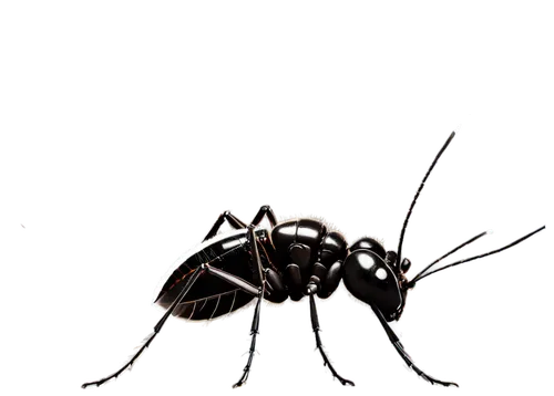 carpenter ant,black ant,hymenoptera,dengue,aedes albopictus,cornavirus,leuconotopicus,female silhouette,erinaceidae,ammonoidea,dolichopodidae,halictidae,mosquito,black fly,cingulata,pomacanthidae,gryllotalpidae,ant,elapidae,oecanthidae,Art,Classical Oil Painting,Classical Oil Painting 31