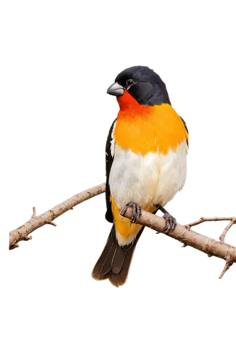 Grosbeak bird, colorful plumage, black head, white underside, bright yellow belly, strong beak, vibrant orange legs, perched on branch, spread wings, morning sunlight, soft focus background, 3/4 compo