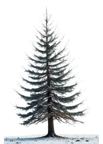 watercolor pine tree,blue spruce,canadian fir,nordmann fir,spruce tree,colorado spruce,fir tree,silvertip fir,spruce trees,fir tree silhouette,fir trees,pine-tree,pine tree,spruce-fir forest,fir-tree branches,norfolk island pine,evergreen trees,spruce,eastern hemlock,fir needles,Illustration,Black and White,Black and White 09