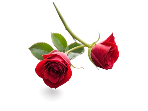 rose png,flowers png,red roses,romantic rose,red rose,rosse,rosses,bicolored rose,rosas,rose flower,rosebud,flower rose,noble roses,spray roses,rose bud,bright rose,rose,rose roses,rose buds,arrow rose,Art,Classical Oil Painting,Classical Oil Painting 24