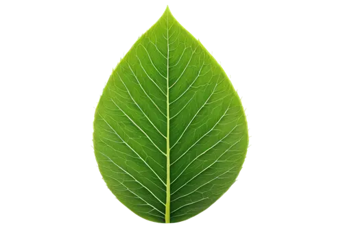 leaf background,green leaf,green wallpaper,leaf green,tropical leaf,mape leaf,tree leaf,spring leaf background,fern leaf,fan leaf,leaf structure,custody leaf,bigleaf,eco,leaf,aaaa,palm leaf,natura,chlorosis,green background,Illustration,Paper based,Paper Based 21