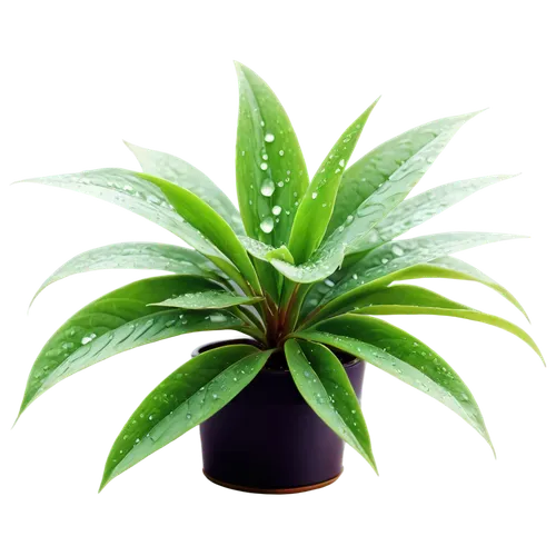 green plant,houseplant,spring leaf background,dark green plant,dracena,dracaena,herbaceous plant,aromatic plant,chlorotic,fern plant,green wallpaper,leaf background,ornamental plants,potted plant,ornamental plant,tropical leaf,green plants,zamia,green leaves,crop plant,Conceptual Art,Fantasy,Fantasy 14