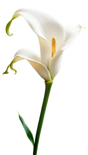 flowers png,white lily,flower wallpaper,lily of the valley,easter lilies,lily flower,grass lily,flower background,calla lily,lilies of the valley,madonna lily,white flower,tulip background,delicate white flower,lily of the field,flower of water-lily,lilien,lilies,peace lilies,grass blossom,Illustration,Black and White,Black and White 11