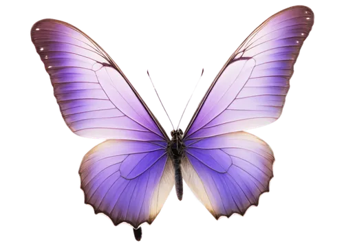 butterfly background,butterfly vector,butterfly clip art,blue butterfly background,butterfly isolated,butterfly lilac,isolated butterfly,light purple,morphos,butterfly,passion butterfly,purple,butterfly wings,butterly,pink butterfly,pale purple,aurora butterfly,ulysses butterfly,french butterfly,flutter,Photography,Artistic Photography,Artistic Photography 10