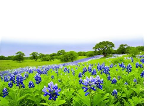 Wildflower landscape, Texas bluebonnets, blue petals, delicate stems, lush green leaves, gentle sways, warm sunlight, soft focus, shallow depth of field, panoramic view, vibrant colors, natural textur