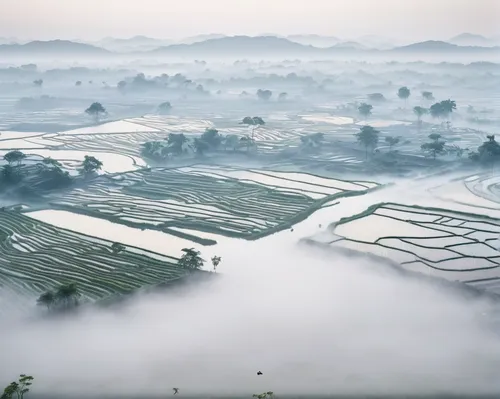 rice fields,rice paddies,foggy landscape,the rice field,ricefield,rice field,vietnam,rice terrace,tea field,rice terraces,tea plantations,yamada's rice fields,ground fog,paddy field,rice cultivation,dji agriculture,rice paper,vietnam's,the shrimp farm,vietnam vnd,Photography,Documentary Photography,Documentary Photography 04