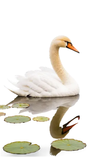 trumpeter swan,egret,mute swan,swan on the lake,gwe,white egret,swan,gooseander,white swan,sungrebe,the head of the swan,whitelocke,ornamental duck,great egret,young swan,swan chick,water bird,brahminy duck,l pond,trumpet of the swan,Art,Artistic Painting,Artistic Painting 29