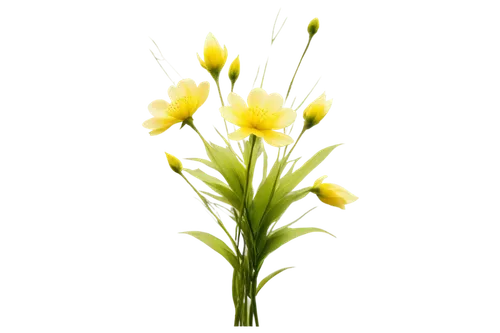 flowers png,lutea,grass blossom,yellow flower,yellow light,flower background,hieracium,spikelets,blooming grass,erdsonne flower,solidago,dandelion background,star of bethlehem,hawkbit,garden star of bethlehem,citronella,flower wallpaper,grass lily,cyperus,yellower,Illustration,Japanese style,Japanese Style 17