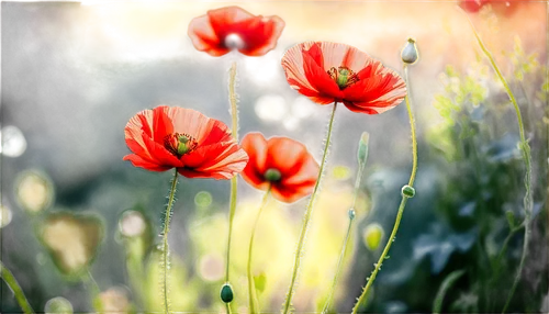 Delicate poppy flowers, bright red petals, yellow centers, subtle texture, soft gentle curves, slender stems, green leaves, outdoor scenery, warm sunlight, shallow depth of field, naturalistic colors,