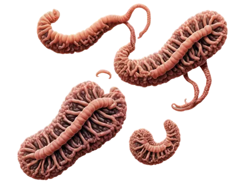 Microscopic, pinworms, multiple, inside human feces, detailed texture, brown color, slimy appearance, magnified view, dark background, 3D rendering, realistic lighting, high-contrast composition.,spir