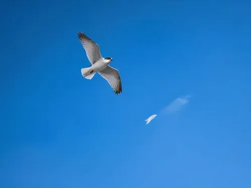 a bird flies in the clear blue sky,seagull in flight,seagull flying,seagull,bird in flight,in flight,tern flying