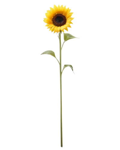 small sun flower,sunflower lace background,helianthus,rudbeckia,minimalist flowers,sunflower,sunflower paper,sun flower,helianthus occidentalis,stored sunflower,flowers png,yellow gerbera,flower background,rudbeckia nidita,calendula,sun flowers,helianthus annuus,helianthus tuberosus,helianthus sunbelievable,rudbeckia fulgida,Art,Classical Oil Painting,Classical Oil Painting 34