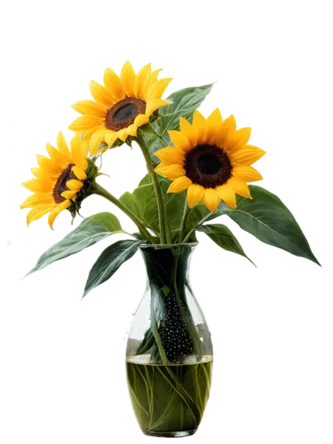 sunflowers in vase,sunflower lace background,helianthus sunbelievable,sun flowers,flowers png,sunflower,sunflower paper,flower illustrative,sunflowers,small sun flower,flower background,sun flower,yellow gerbera,rudbeckia,susans,helianthus,erdsonne flower,yellow flower,flowers sunflower,flower vase,Photography,Documentary Photography,Documentary Photography 13