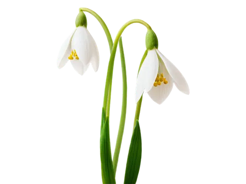 Delicate snowdrop flowers, white petals, yellow center, slender stems, gentle curves, soft focus, shallow depth of field, warm light, pastel color tone, 3/4 composition, close-up shot, transparent bac