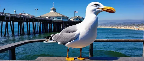 Write a humorous story of a mischievous seagull stealing snacks from unsuspecting visitors on Santa Monica Pier. Describe the chaos and laughter it causes.,santa monica pier,seagull,sea gulls,pacific 