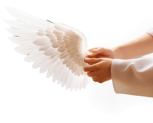 dove of peace,doves of peace,infant baptism,holy spirit,angelology,angel wings,angel wing,praying hands,peace dove,little angels,child's hand,holy communion,divine healing energy,uriel,white dove,love angel,doves,little angel,pray,white eagle,Unique,Design,Infographics