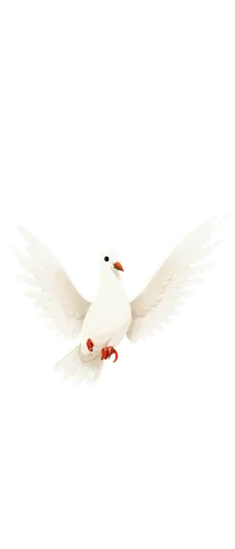 dove of peace,doves of peace,peace dove,white dove,arctic tern,white pigeon,white bird,fairy tern,tern bird,bird png,white pigeons,little corella,large white-headed gull,royal tern,tern,tern flying,flying common tern,doves,flying tern,common tern,Art,Artistic Painting,Artistic Painting 39