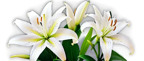 White lily flowers, bouquet arrangement, delicate petals, golden anthers, green stems, leaves surrounding base, morning dew, soft natural light, 3/4 composition, shallow depth of field, pastel color t