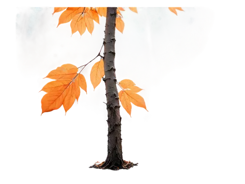 birch tree illustration,thunberg's fan maple,leaf maple,european beech,maple leave,birch tree background,maple tree,silver maple,autumn tree,maple foliage,deciduous tree,maple bush,acer japonicum,shrub-horse chestnut,horse chestnut red,maple tree in pot,blood maple,maple bonsai,cardstock tree,ash-maple trees,Illustration,Paper based,Paper Based 20