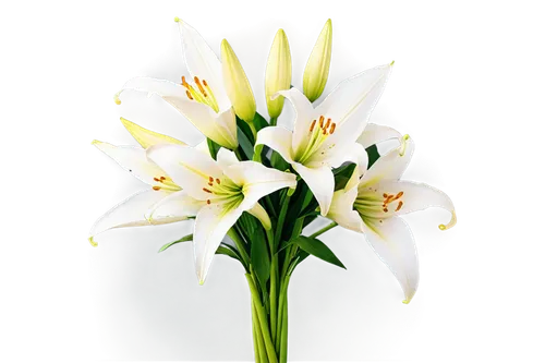 White lilies, bouquet, multiple blooms, trumpet-shaped, pure white petals, yellow anthers, slender stems, green leaves, dew drops, morning light, soft focus, shallow depth of field, pastel colors, 3/4