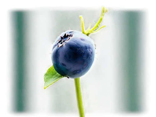 Transparent blueberries, shiny surface, juicy pulp, green calyx, delicate stem, macro shot, extreme close-up, soft natural light, pastel color tone, warm atmosphere, still life composition.,bilberry,b