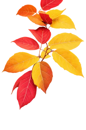 fall leaves, colorful, orange, yellow, red, brown, curled up, scattered on ground, solo, close-up, detailed veins, soft natural light, warm color tone, shallow depth of field, 3/4 composition, realist