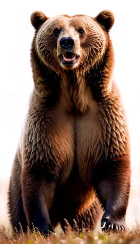 nordic bear,brown bear,kodiak bear,cute bear,bear,grizzly bear,spectacled bear,great bear,scandia bear,grizzly,slothbear,grizzlies,bear guardian,bear kamchatka,bear market,sun bear,cub,bears,brown bears,grizzly cub,Conceptual Art,Oil color,Oil Color 10