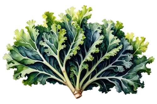 sea kale,rapini,brassica oleracea var,brassica rapa,swiss chard,kale,brassica,lacinato kale,romaine,wild cabbage,savoy cabbage,brocoli broccolli,cabbage leaves,pak-choi,mustard greens,cruciferous vegetables,leaf vegetable,chinese cabbage,herb quark,broccoflower,Illustration,Paper based,Paper Based 24